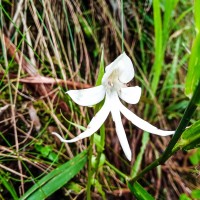 <i>Habenaria pterocarpa</i>  Thwaites